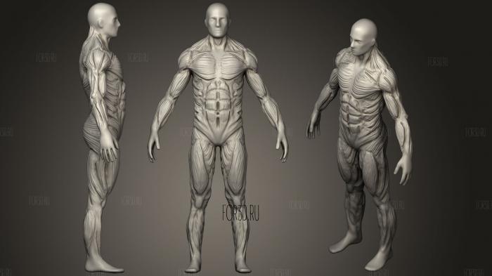 Muscles 3d stl модель для ЧПУ